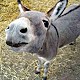 Donkey rides in Santorini