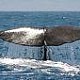 Whale Watching