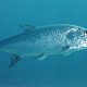 Chartered Fishing Trip
