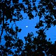 Mangrove Discovery Night Tour, Bintan