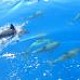 Dolphin Watching