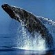 Whale Watching